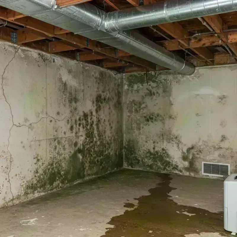 Professional Mold Removal in Boley, OK